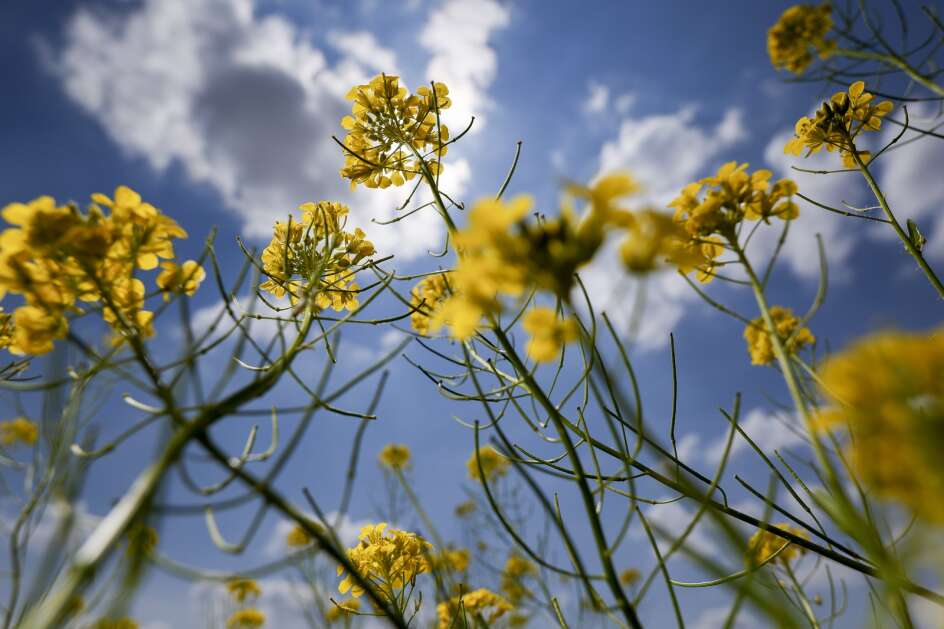 Mustard flowers soak up the sun at Malinda Reif Reilly Fen & Prairie just outside of Solon in May. It is one of the areas acquired with the $20 million conservation bond Johnson County voters approved in 2008. Voters on Nov. 5 will be asked to approve a second bond of $30 million for conservation projects. (Jim Slosiarek/The Gazette)