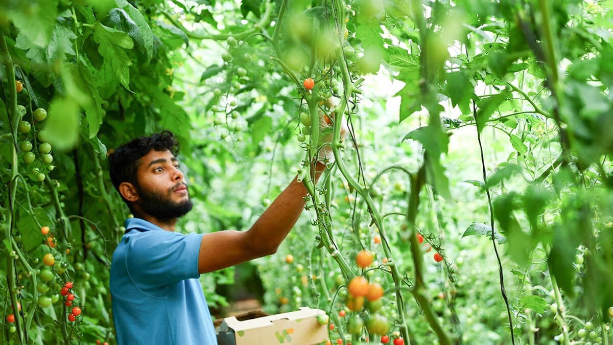 Un trabajador cosecha tomates cherry cultivados en suelo desértico dentro de un invernadero, que produce cultivos durante todo el año utilizando tecnologías agrícolas inteligentes y sostenible - REUTERS/RULA ROUHANA