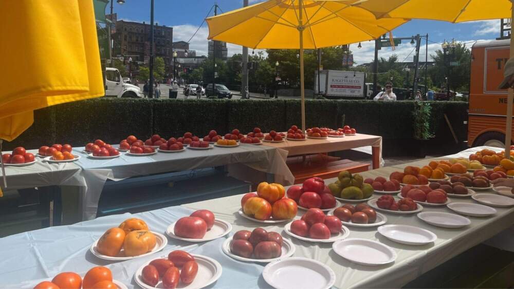 Tomatoes from across the state are judged on several qualities, including taste, color and firmness (Arielle Gray/ WBUR)