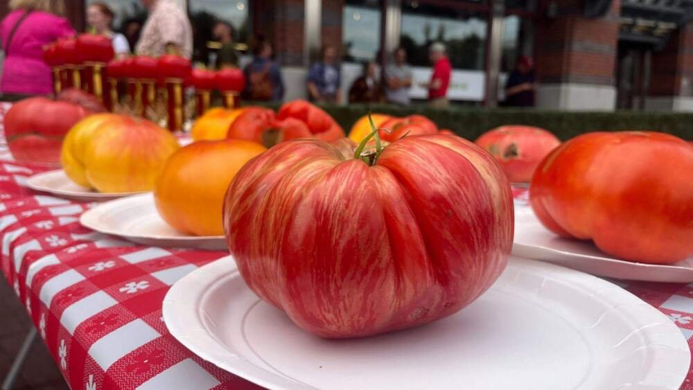 Tomatoes are lined up and judged by their weight for the 39th annual Tomato Contest (Arielle Gray/ WBUR)