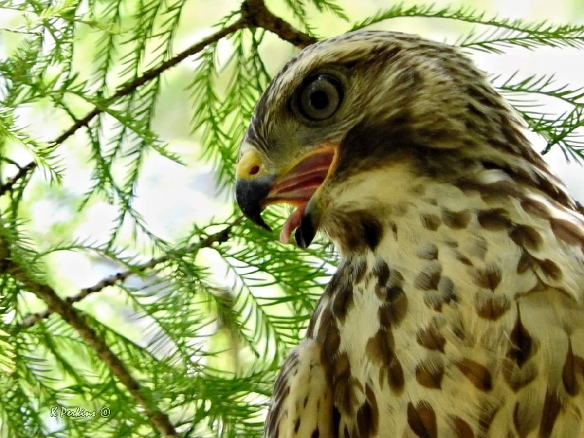 Close-up of red-shouldered hawk in Silver Springs