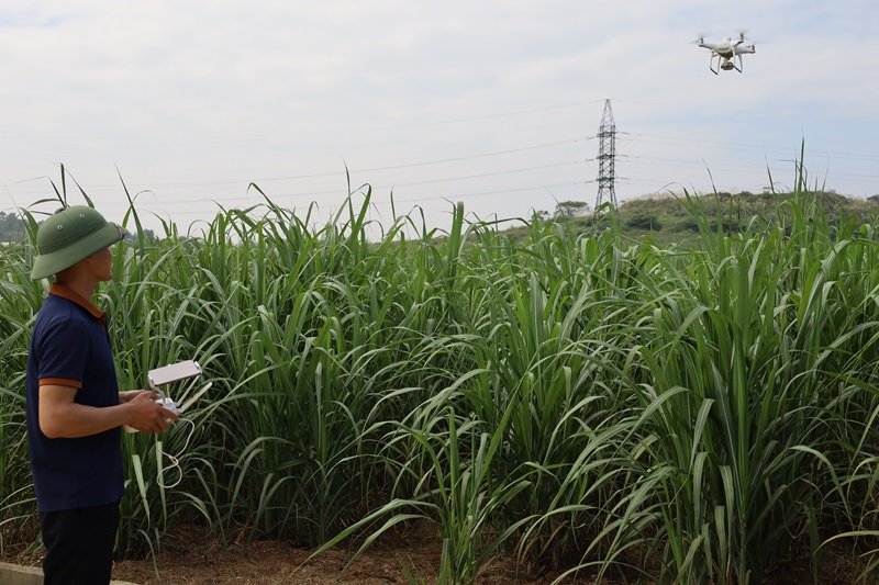 Vietnamese researcher flying drone over crop field