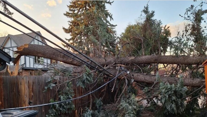 Trees lie on top of a knocked down power line in a neighborhood.