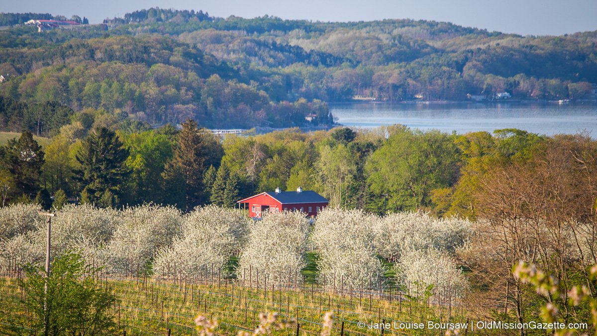 Cherry Blossoms with Kane's barn (previously Herkner's) and East Bay in the background; Old Mission Peninsula | Jane Boursaw Photo