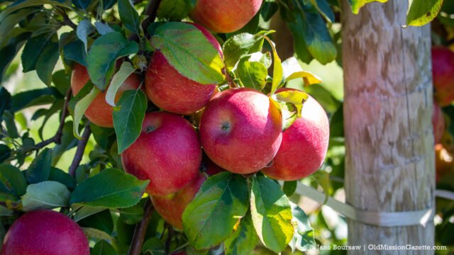 Honeycrisp apples on Ward Johnson's farm on the Old Mission Peninsula | Jane Boursaw Photo