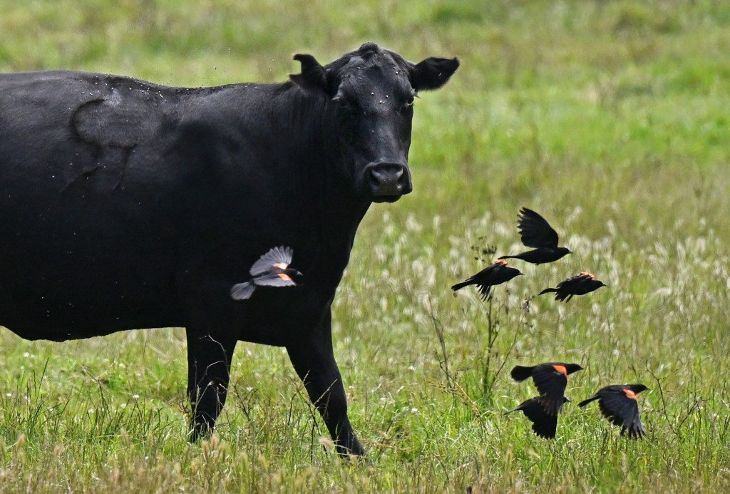 Marin agricultural report shows 2% annual decline