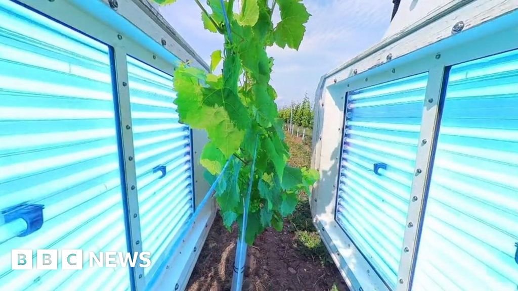 Shropshire vineyard pioneers UV light technology to ‘boost’ vines