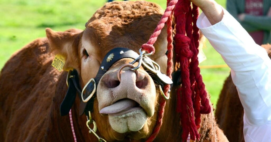 Lowick and District Agricultural Show returns this weekend