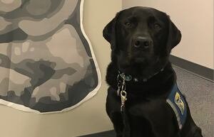 King County honors courthouse dog in retirement ceremony