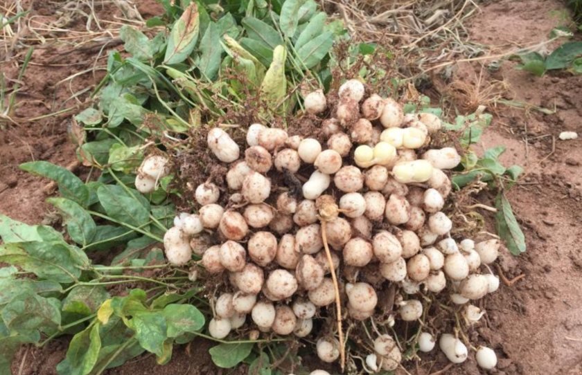 UK scientists turn to overlooked crops in battle against food insecurity