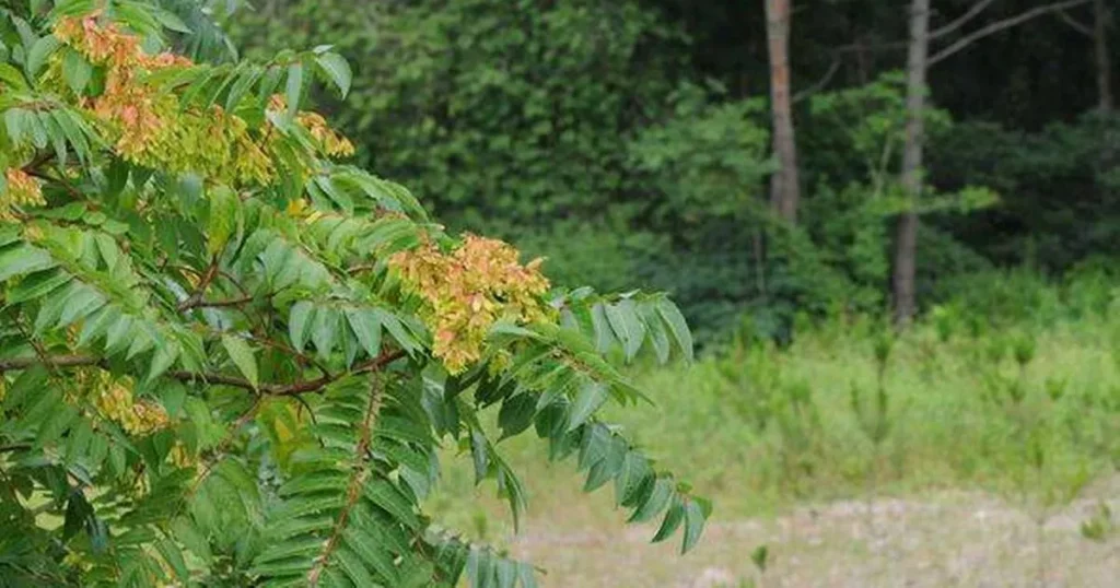 Property expert warns against four common plants that could ruin your home’s foundation