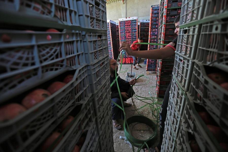 Egypt’s fresh, processed agricultural exports hit $11.5bln in 2025: minister